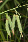 Cypress swamp sedge